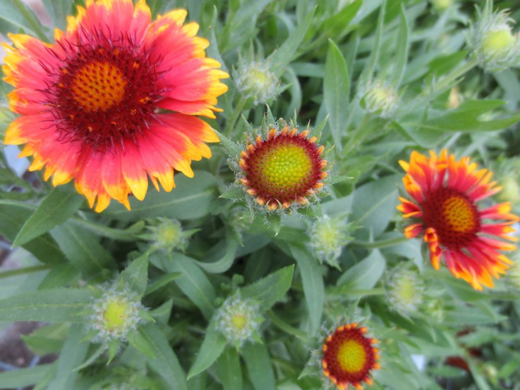 Learn how to cultivate hearty, Texas flowers at Northaven Gardens
