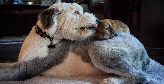 Truman and Oliver:  photos by Kim Leeson 