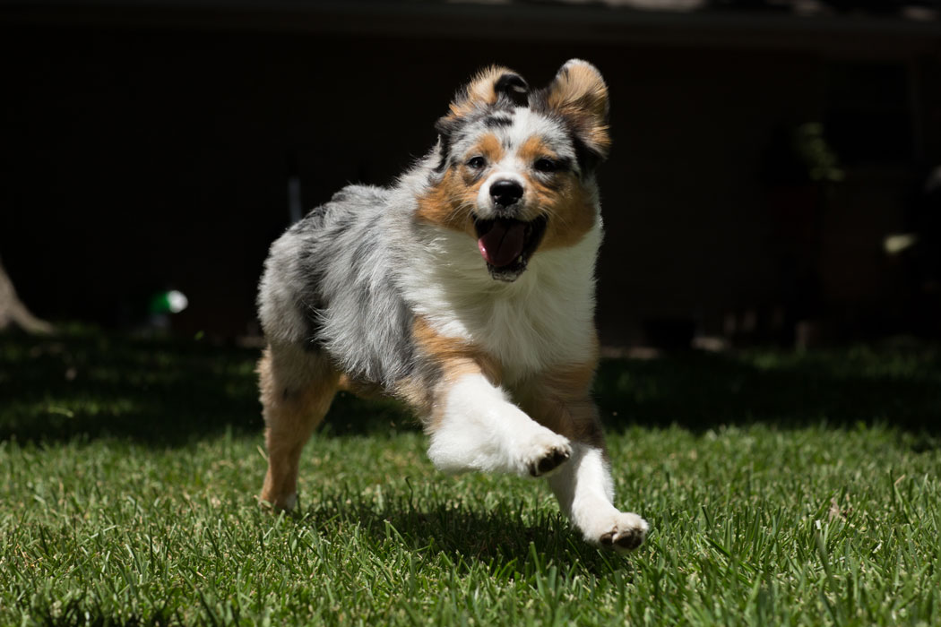 Paula Satterfield has her eyes set on agility training for her most recent addition, Neko, an Australian Shepard mix. Photo by Rasy Ran
