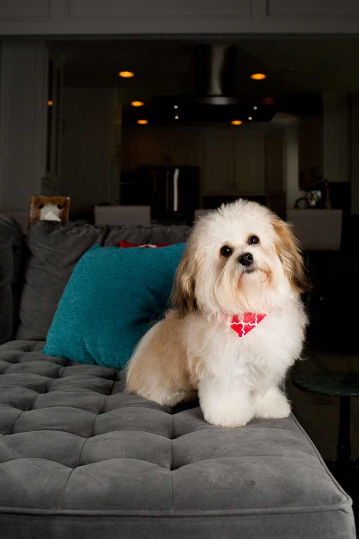 Chimi, short for chimichurri, is the Law family's one-year-old havanese who has helped through the family's hardship of losing their 14-year-old schnoodle, Libby. Chimi's entrance into the family's lives was unexpected, but very welcomed, Lauren Law says. Photo by Rasy Ran