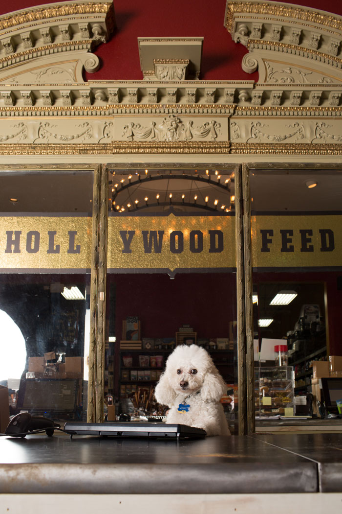  Jimmy, a six-year-old Bichon Frise, occasionally can be seen alongside Rachel Tibbs while she works at the Hollywood Feed store at Inwood Road. Jimmy, whom was adopted when he was five through the Dallas Pets Alive! rescue, is Tibbs' first pet as an adult. Photo by Rasy Ran 