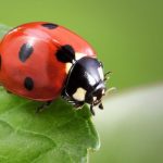 Lady bugs are one of the beneficial garden insects. 
