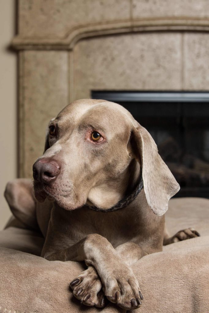 Earl was adopted through Weimaraner Rescue of Texas. (Photo by Rasy Ran)