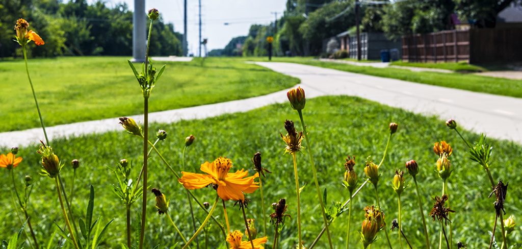 Wildflowers on Northaven Trail (Photo by Danny Fulgencio)