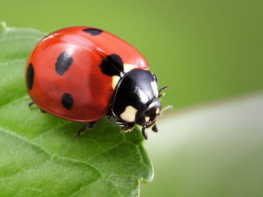 Lady bugs are one of the beneficial garden insects.