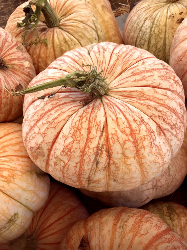 If you're looking for unique styles of pumpkins this Halloween, head to North Haven Garden.
