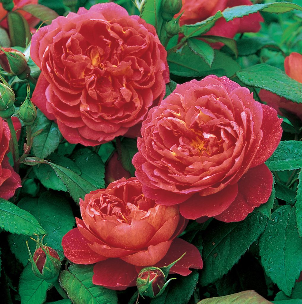 3 Red Benjamin Britten roses