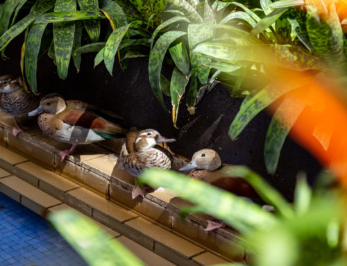 We’ve got the inside scoop on NorthPark’s ducks: Where do they go at night?