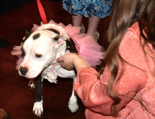 Sashay into soiree for Dallas Pets Alive’s 10th anniversary with auction, music and pups