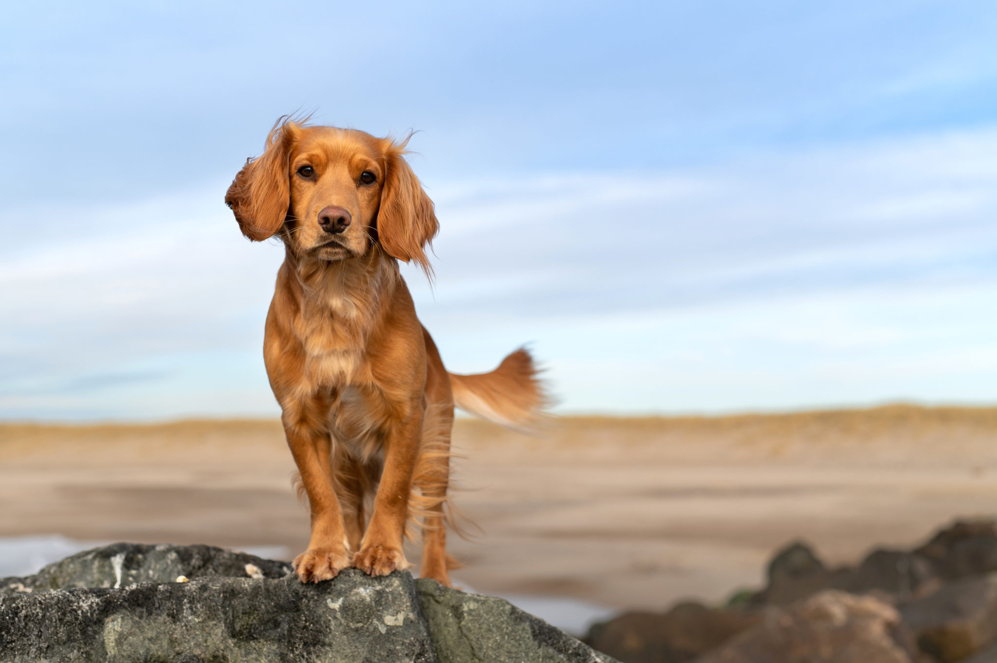 dog standing on rock