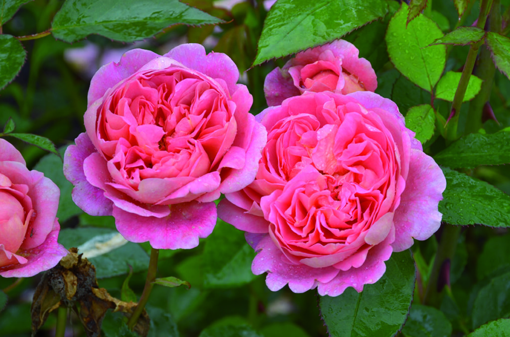 A ‘Boscobel,’ bred by David Austin Roses, is a climbing shrub known for its highly saturated color. Image courtesy of David Austin Roses.