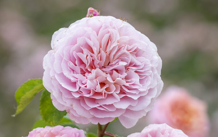 The ‘Eustacia Vye,’ an English Shrub Rose. Image courtesy of David Austin Roses.