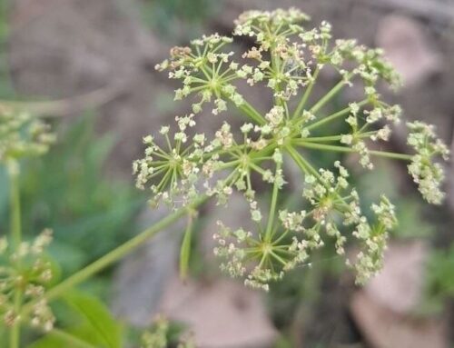 Watch out for water hemlock at White Rock Lake
