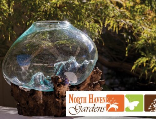 North Haven Gardens: Glass Vase on Teak Wood